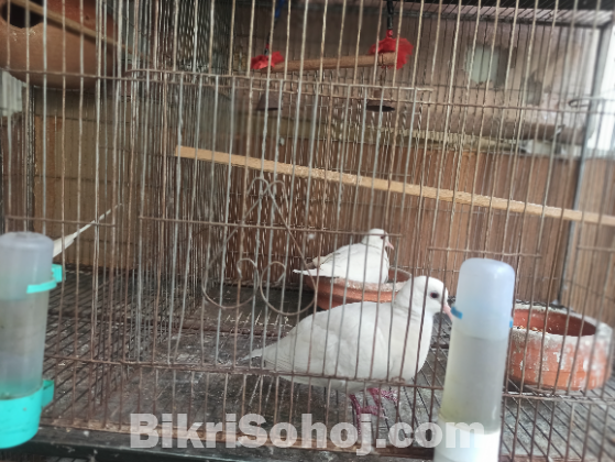 Budrigar and Australian dove with nest & accessories